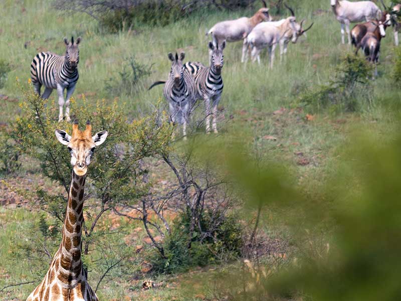 Shammah Wildlife