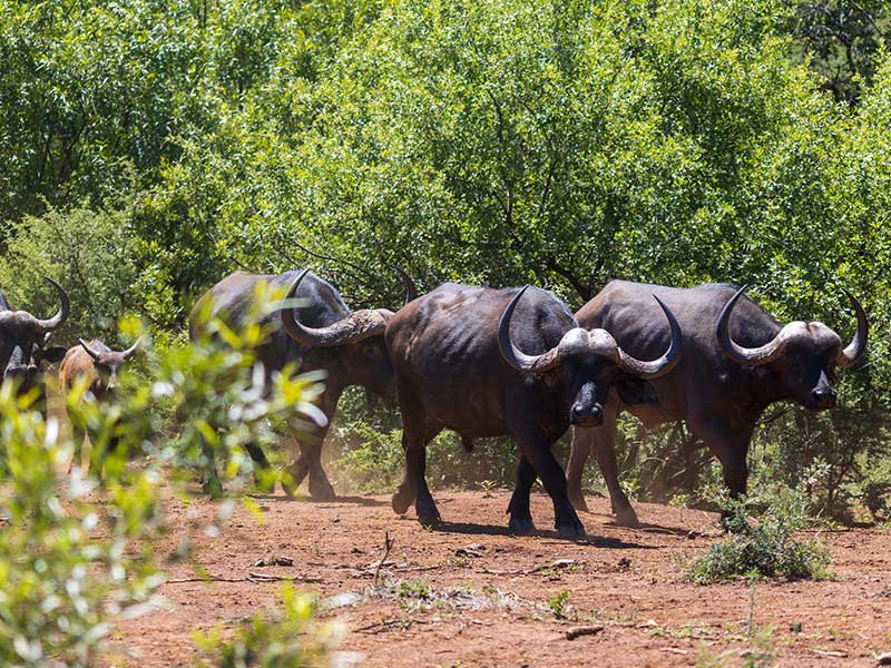 Shammah Wildlife