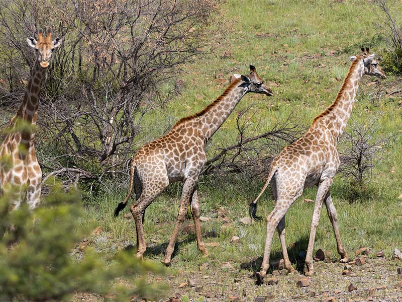 Shammah Wildlife