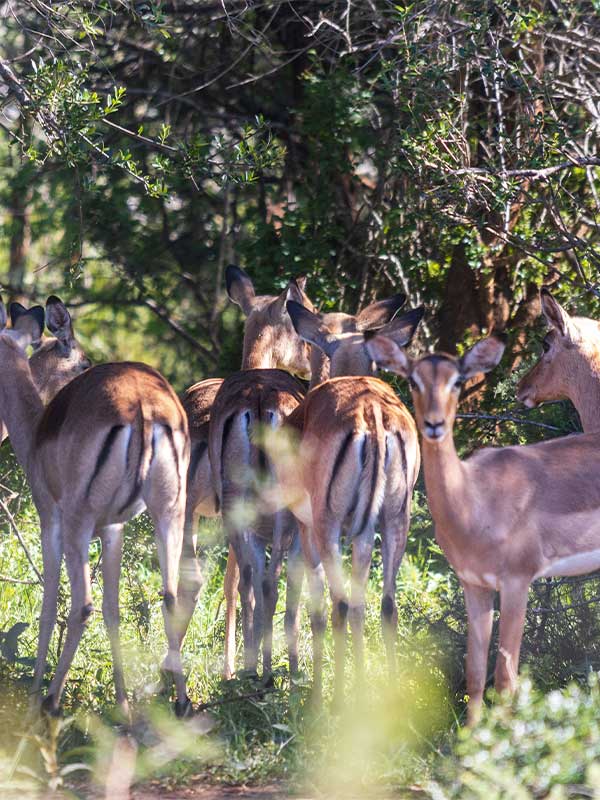 Shammah Wildlife